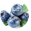 Blueberry Extract