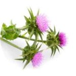 Milk Thistle