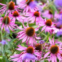 echinacea purpurea